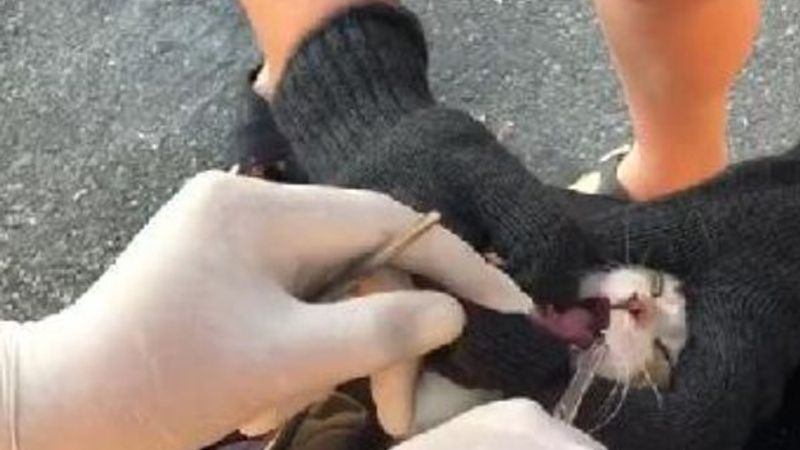 İstanbul'da kedinin ağzına takılan olta kancası çıkarıldı