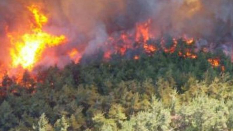 Gelibolu Yarımadası'nda orman yangını