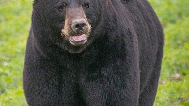 Eş arayan ayı yollara düştü