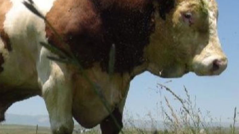 Kars'ta 1.5 tonluk boğayı 45 bin liraya satışa çıkardı