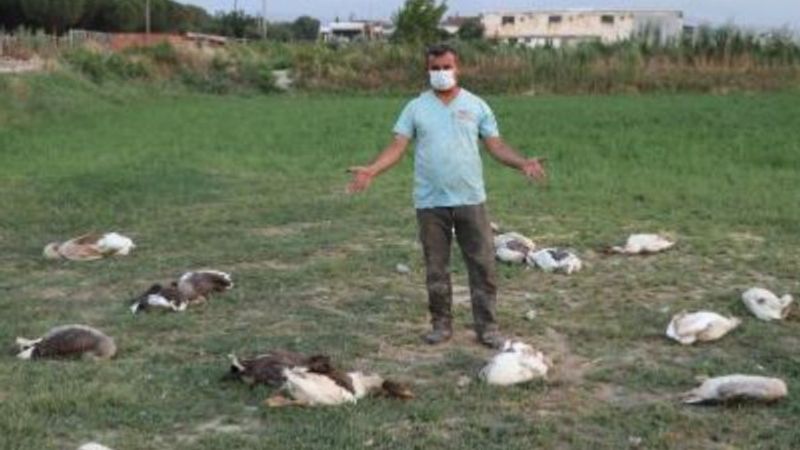 Denizli'de CHP'li başkan kazları vurdu iddiası