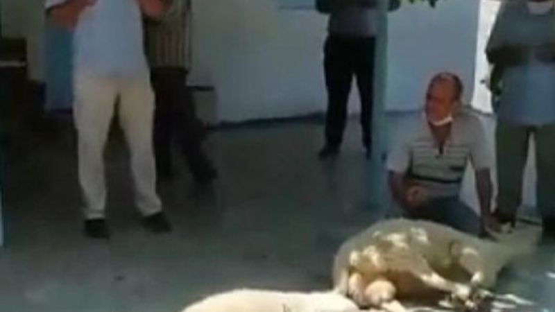 İzmir'de koronavirüsü yenenler, kurban kesti