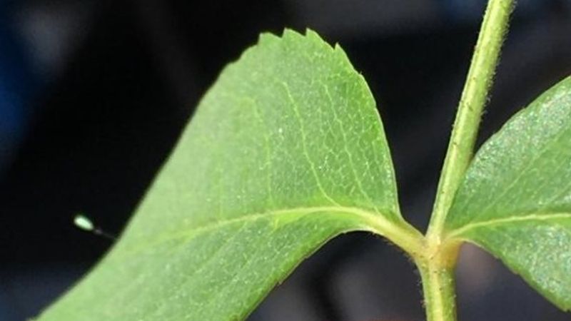 3 bin yılda bir açan çiçek Kastamonu'da görüldü