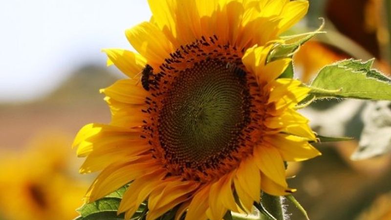 Samsun'da ayçiçeği şöleni