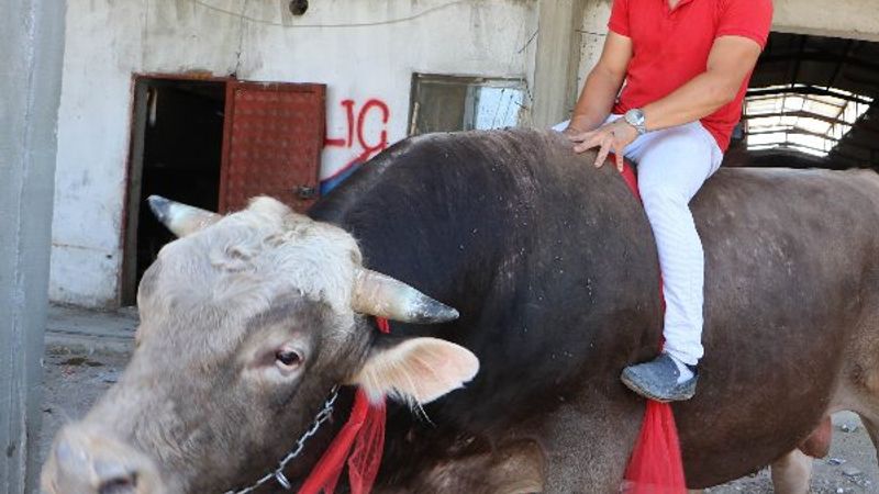 'Kayserili matador' boğası için 50 bin lira istiyor