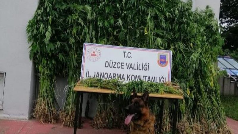 Düzce'de, bahçeleri kenevir tarlasına çevirdiler