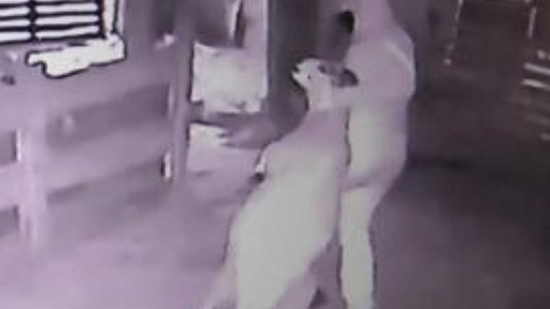 Arnavutköy'de kurbanlıkları çaldılar