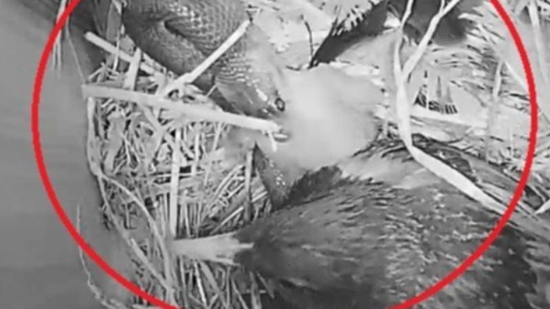 Sığırcık kuşunun yılanla mücadelesi kameralara yansıdı