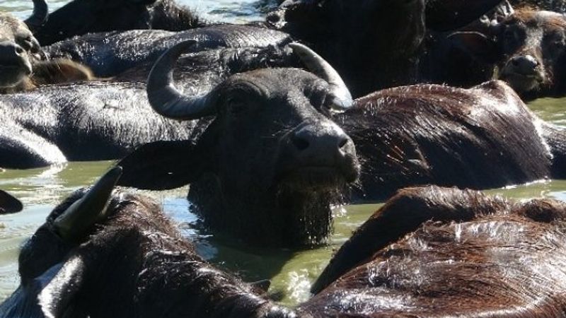 Muş'ta sıcak havadan bunalan mandalar, nehirde serinledi