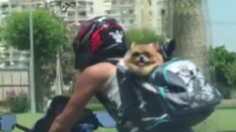 Motosikletteki güneş gözlüklü köpek kameralara yansıdı