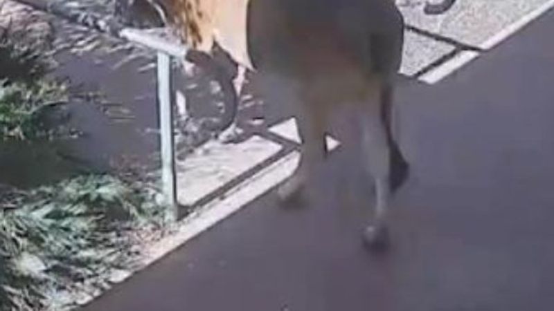 Avustralya'da polis karakoluna giren inek