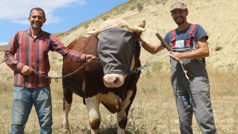 Sivas'ın 1 tonluk boğası alıcılarını bekliyor