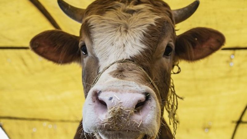 Kurbanlık hayvan seçerken dikkat etmeniz gerekenler