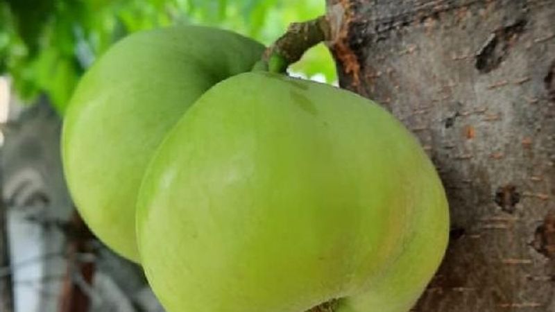 Elazığ'da bir ağaç, gövdesinden meyve verdi