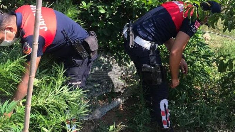 Mersin'de, limon bahçesinde Hint keneviri ele geçirildi