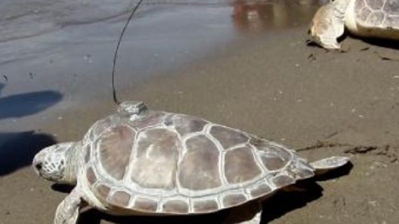 Muğla'da caretta caretta 6 bin kilometre yol yaptı