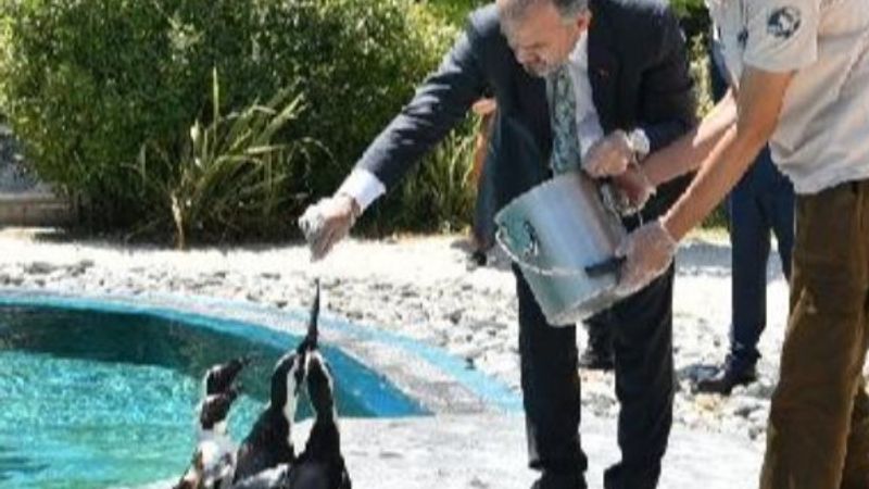 Bursa'nın ilk Afrika pengueni doğdu