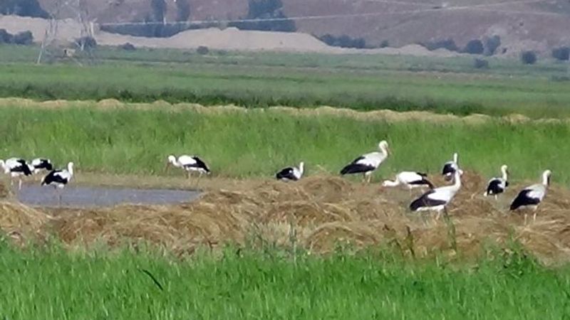 Hakkari, göç eden leyleklerin sevilen durağı oldu