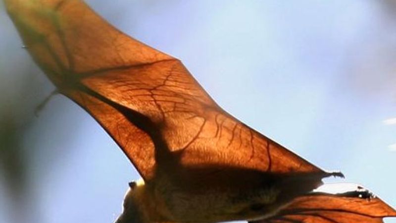 Koronavirüsün yarasaları neden öldürmediği bulundu