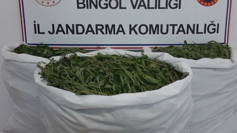 Bingöl'de 860 bin kök kenevir ele geçirildi