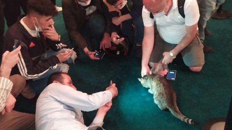 Ayasofya'nın kedisi Gli'ye büyük ilgi