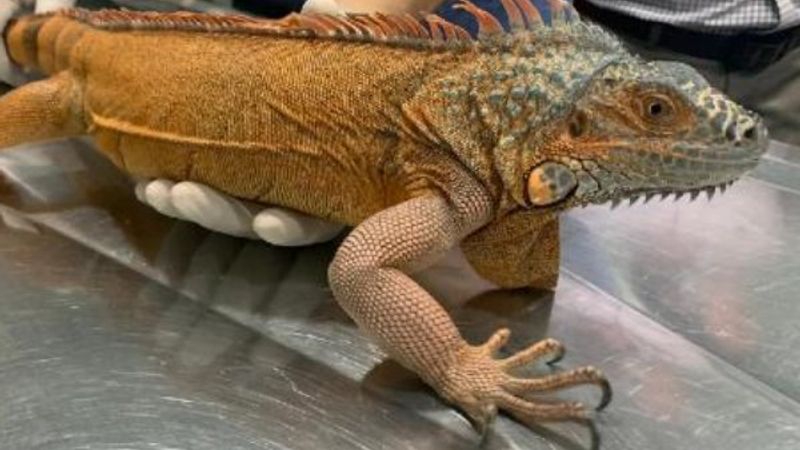 Üsküdar’da dev iguana bulundu