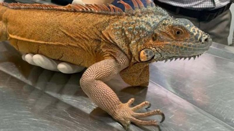 Üsküdar'da bulunan iguanaya 'Bayram' ismi verildi