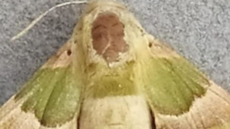 Gaziantep'te insan sureti desenli kelebek görüldü