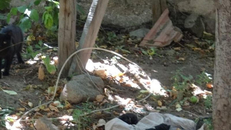 Yangında mahsur kalan kedi yavruları kurtarıldı