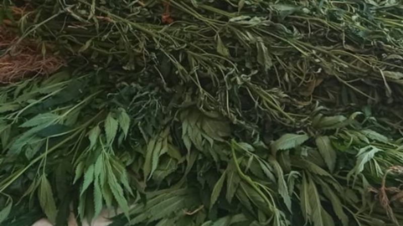 İzmir'de 2 bin 250 kök Hint keneviri ele geçirildi