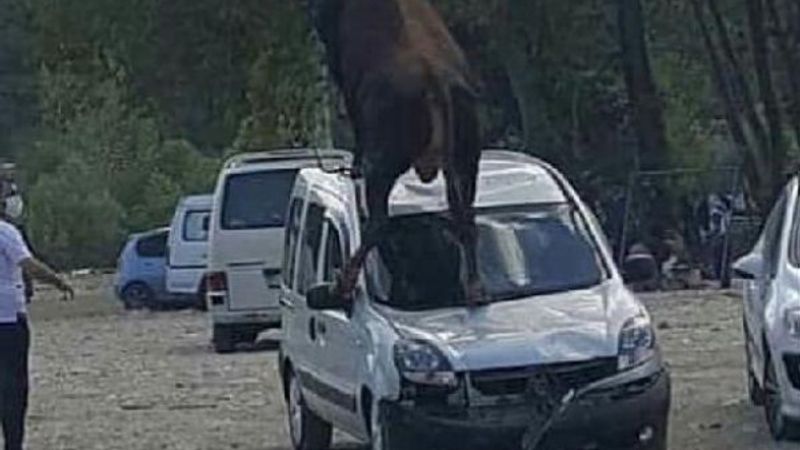 Samsun'da kurbanlık boğa, aracın üstüne çıktı