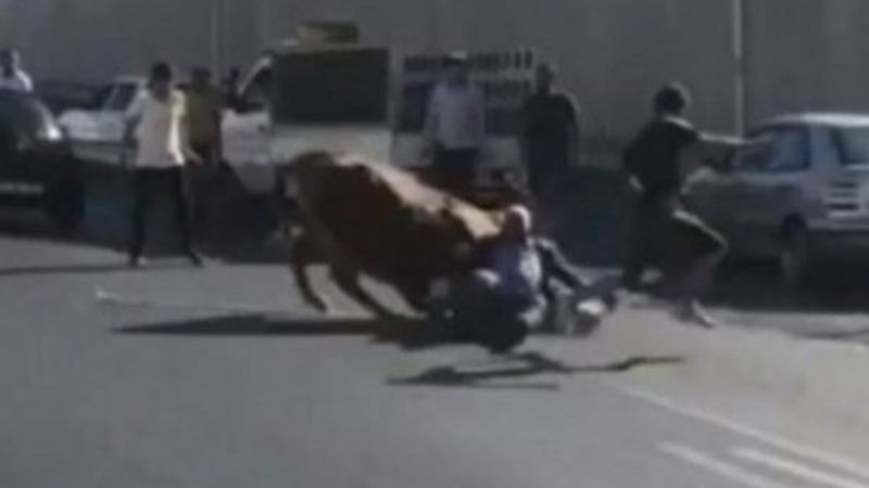 Şanlıurfa’da kaçan boğa, sahibine zor anlar yaşattı