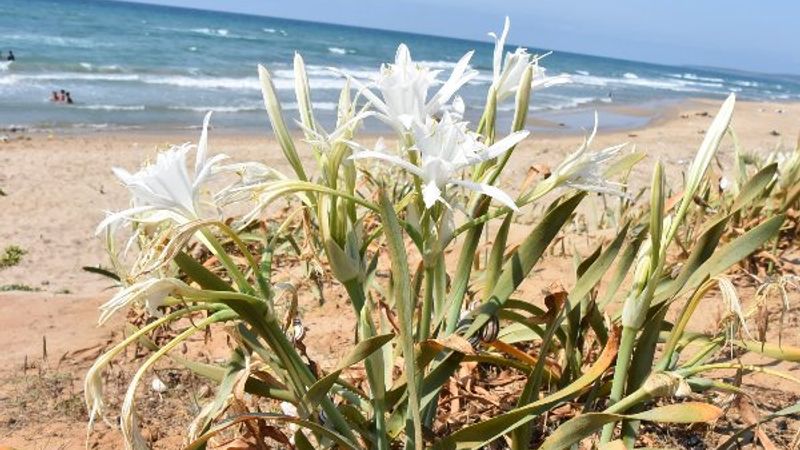 Likya kum zambağını koparana 73 bin lira ceza