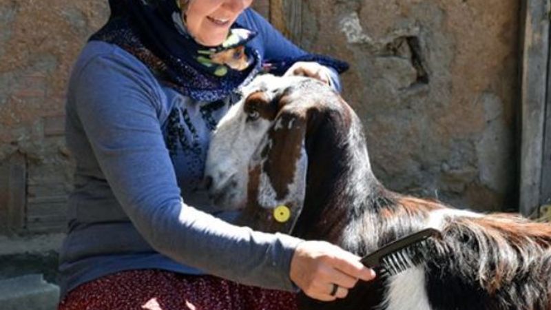 Bilecik'te bir kadın kuaförlüğü bırakıp çiftlik kurdu