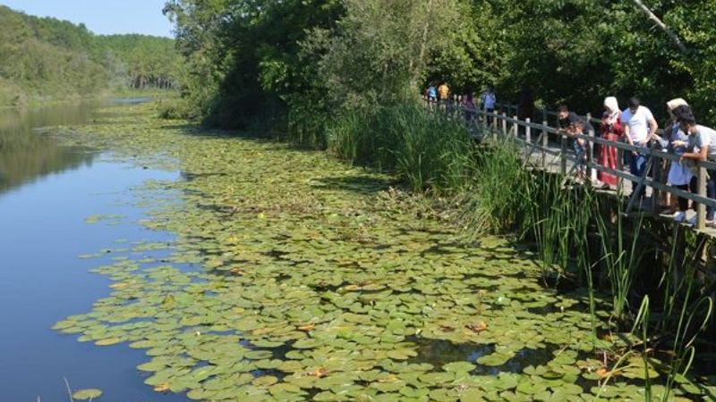 Acarlar Longozu, ziyaretçilerin ilgi odağı oldu