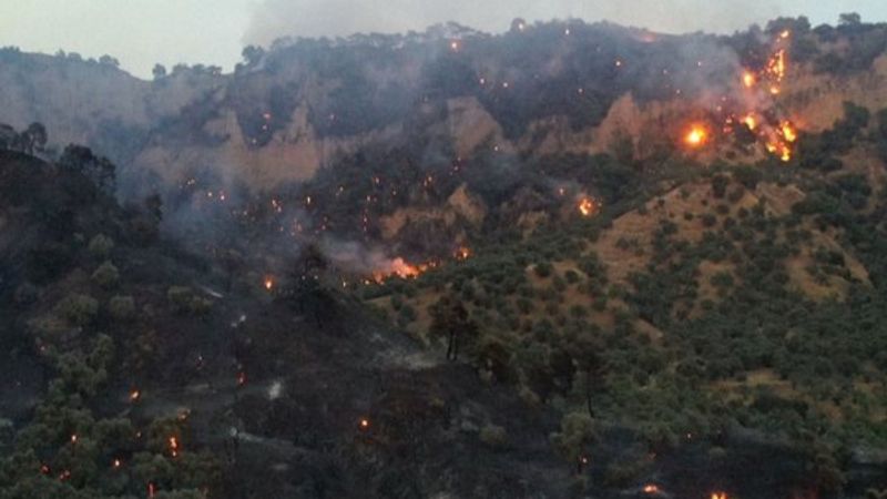 Aydın'da ağaçlık arazide yangın çıktı