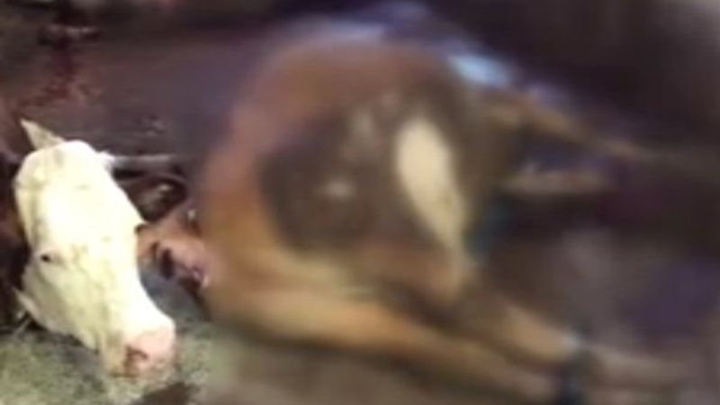 Kahramanmaraş'ta elektrik akımına kapılan 5 büyükbaş öldü