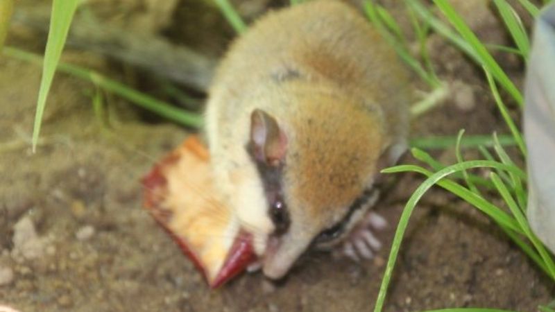 Kütahya'da 'Ağaç Yediuyuru' kedinin ağzından kurtarıldı