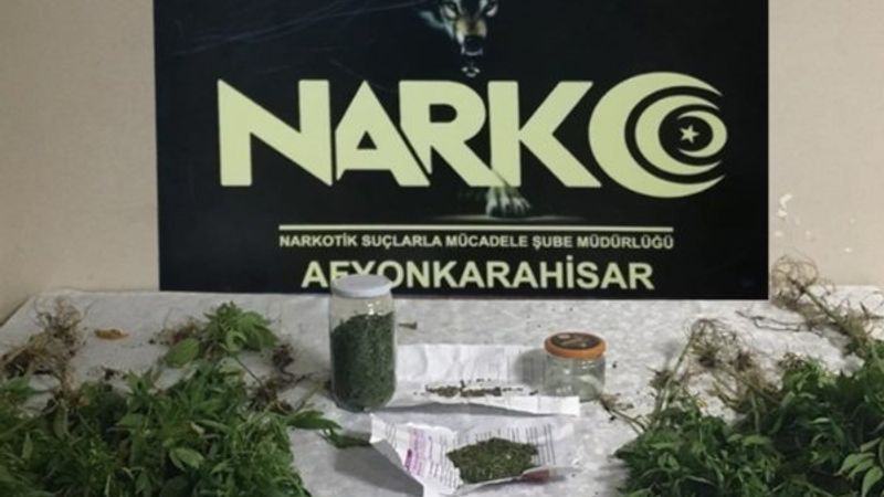 Afyonkarahisar'da zabıta, evinde kenevir yetiştirdi