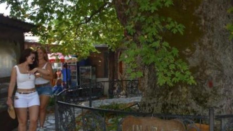 Marmaris'te tarihi çınar ağacı, ilgi odağı oldu