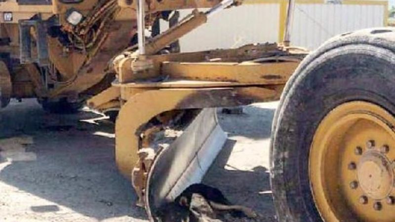 Kayseri'de uyuyan köpek için çalışmayı durdurdular