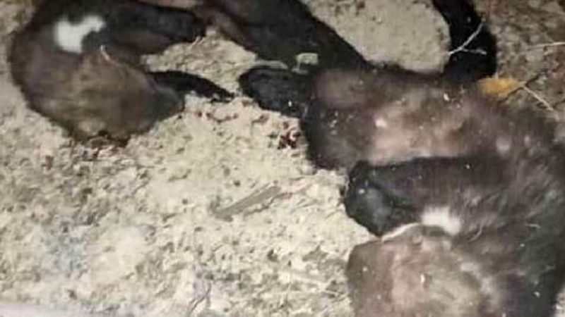 Kaya sansarlarını öldüren kişiye 3 bin 487 lira ceza