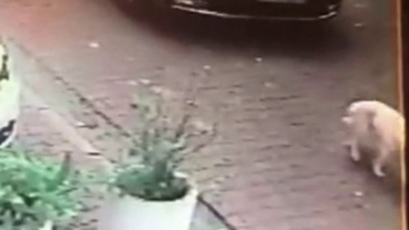 Beşiktaş'ta köpeğe çarpıp kaçan sürücü