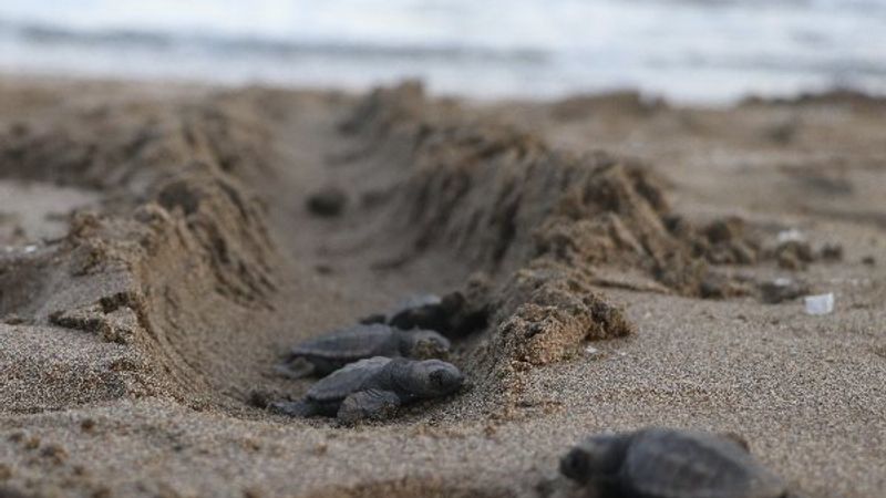Mersin'de yavru caretta carettalar denizle buluştu