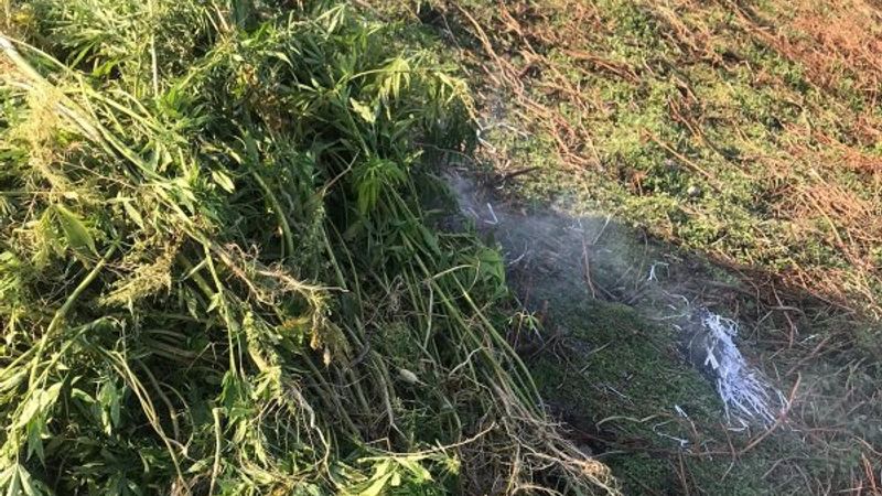 Afyonkarahisar'da uyuşturucu tarlası ortaya çıktı