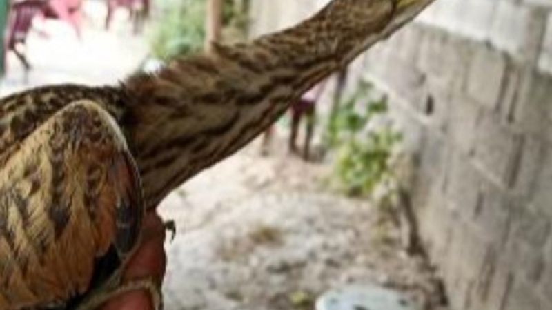 Bursa'da balaban kuşu, koruma altına alındı