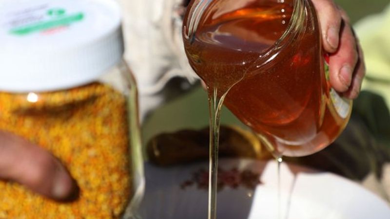 Anzer balında 2 ton rekolte bekleniyor