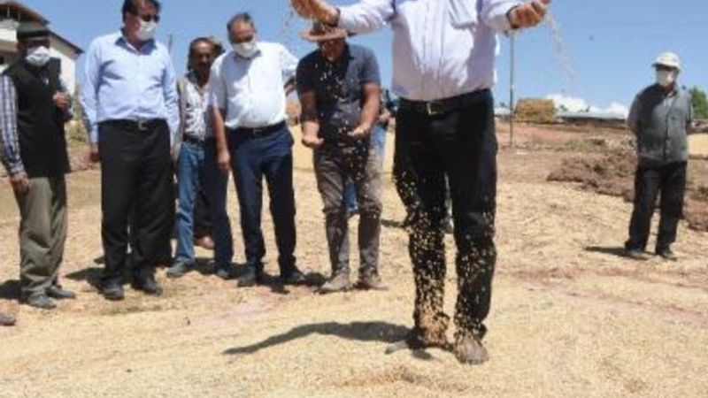 Sivas'ta mahsuller selden etkilendi