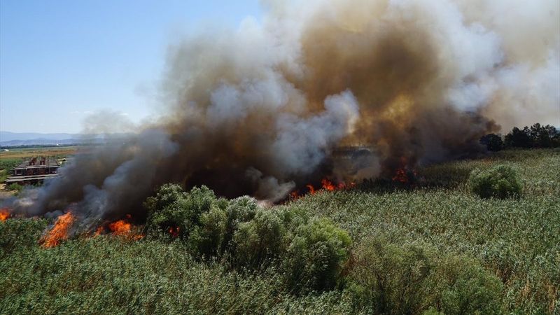 Balıkesir'de sazlık alan alevlere teslim oldu