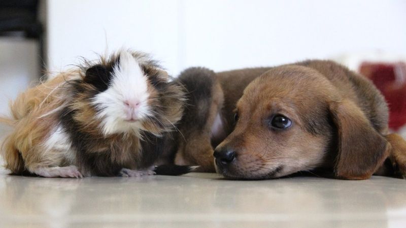 Muğla'da Gine domuzu ile yavru köpeğin dostluğu